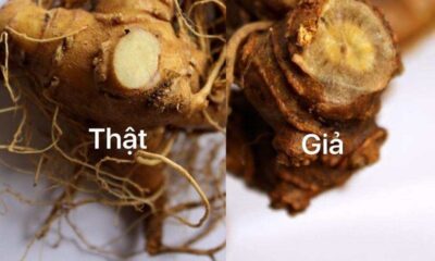 Hình dạng củ sâm thật và củ sâm giả
