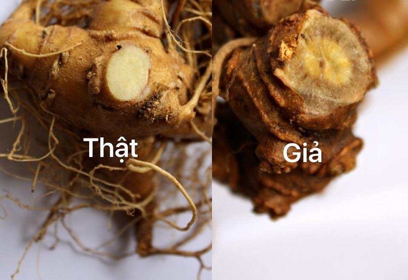 Hình dạng củ sâm thật và củ sâm giả