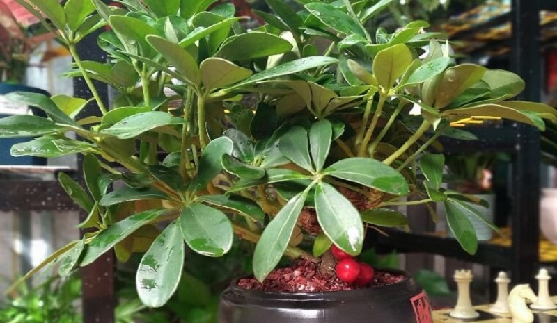 Ngũ gia bì được trồng và phân bố nhiều ở các địa phương Việt Nam