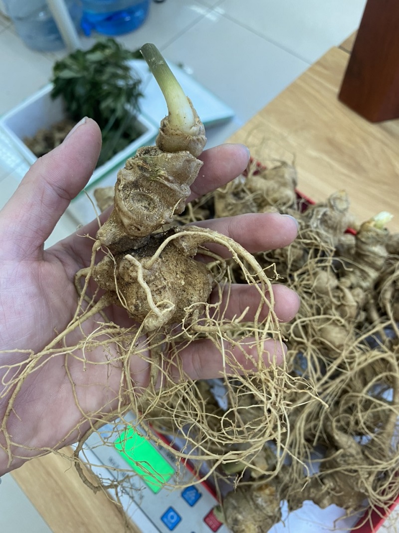Có nhiều đốt sẹo trên cây Sâm Ngọc Linh