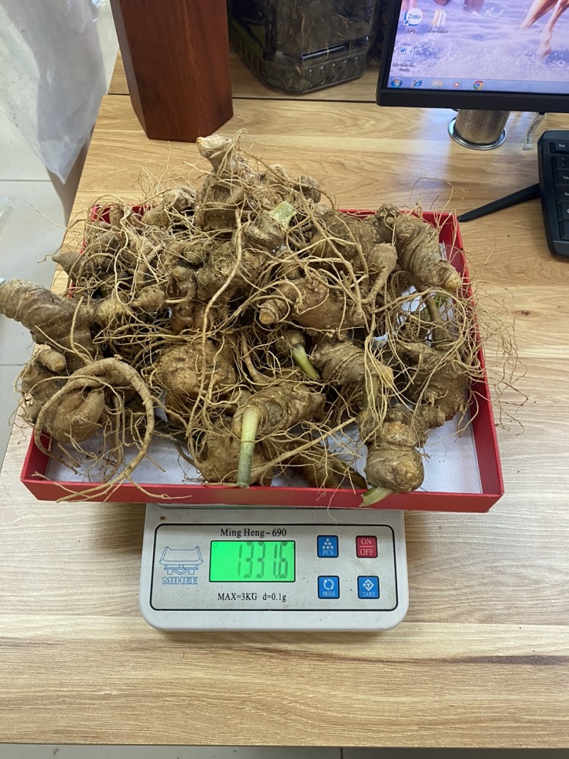 Tác dụng ủa Sâm Ngọc Linh