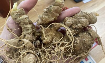 Củ sâm ngọc linh sau khi thu hoạch