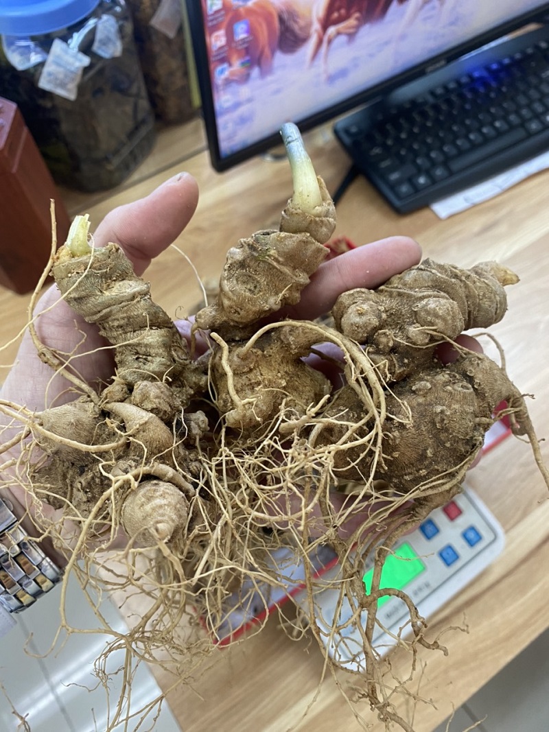 Củ sâm ngọc linh sau khi thu hoạch