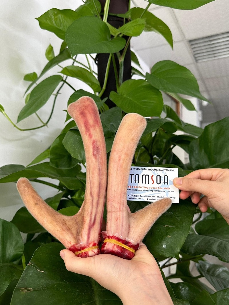 Nhung hươu giúp tăng cường sinh lực đàn ông rất tốt