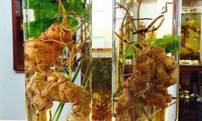 Nguồn gốc của rượu Sâm Ngọc Linh