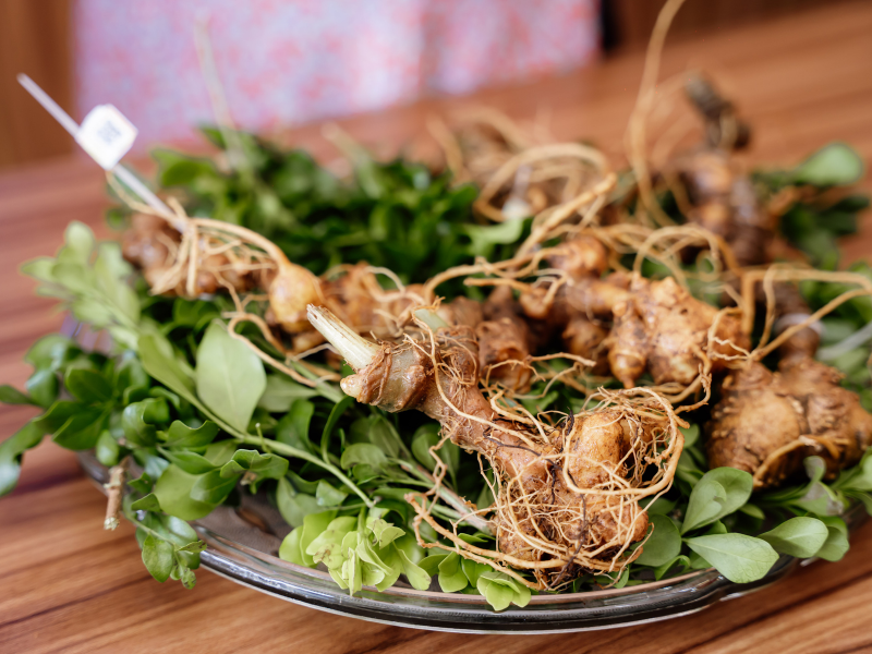 Củ Sâm Ngọc Linh tươi