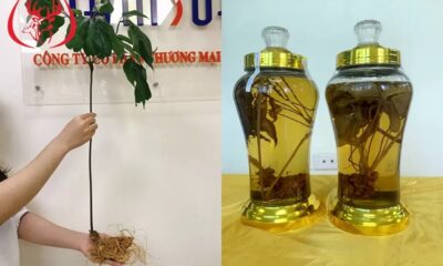 Rượu Sâm Ngọc Linh củ tươi tốt cho sức khỏe
