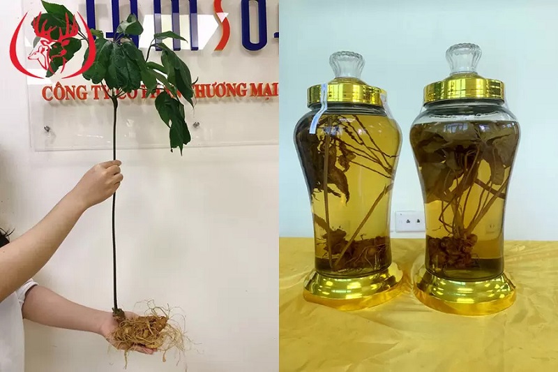 Rượu Sâm Ngọc Linh củ tươi tốt cho sức khỏe