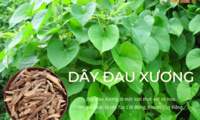 Dây đâu xương còn có tên gọi khác là khoan cân đằng