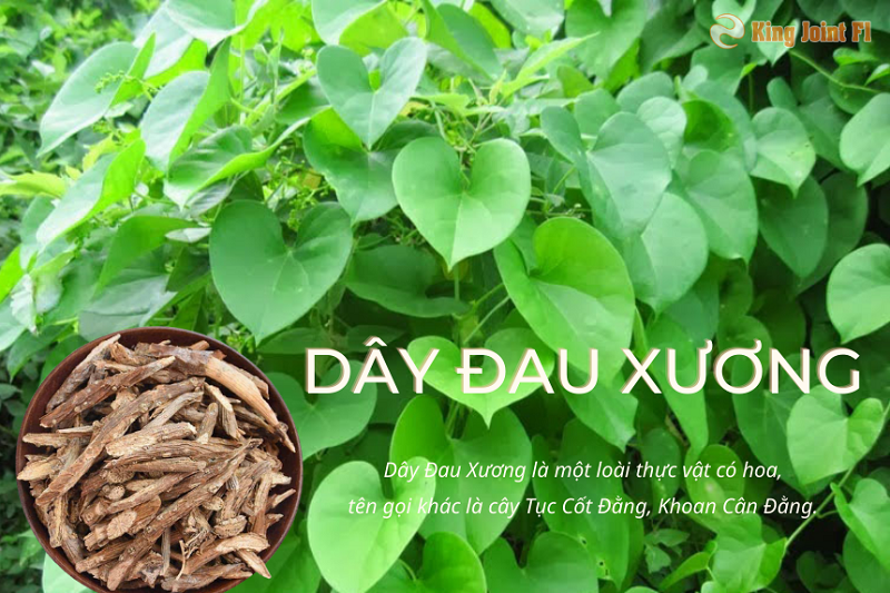 Dây đâu xương còn có tên gọi khác là khoan cân đằng