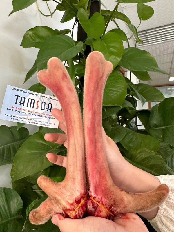 Nhung hươu Hương Sơn loại 1