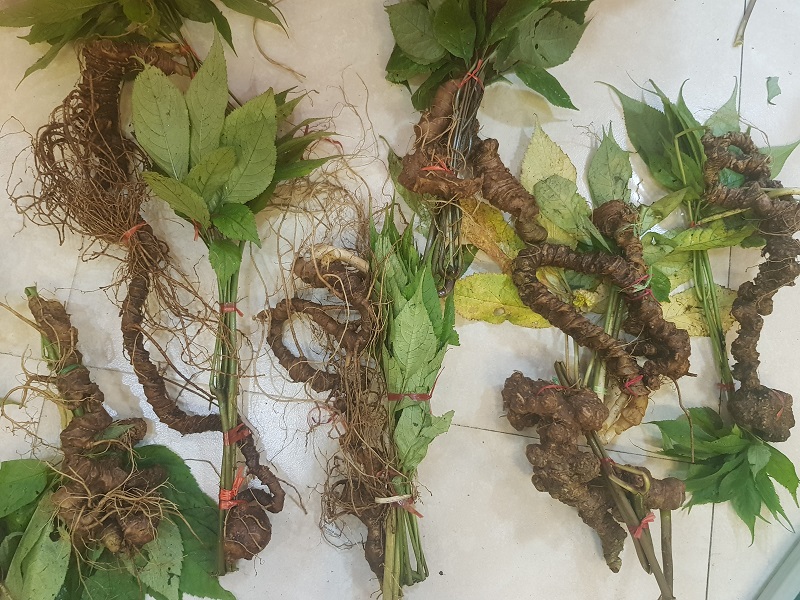 Đặc điểm của sâm Ngọc Linh Đặc điểm của sâm Ngọc Linh