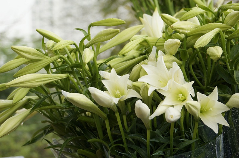 Chọn hoa loa kèn trắng, tươi, bỏ cuống, chỉ hấp nguyên hoa