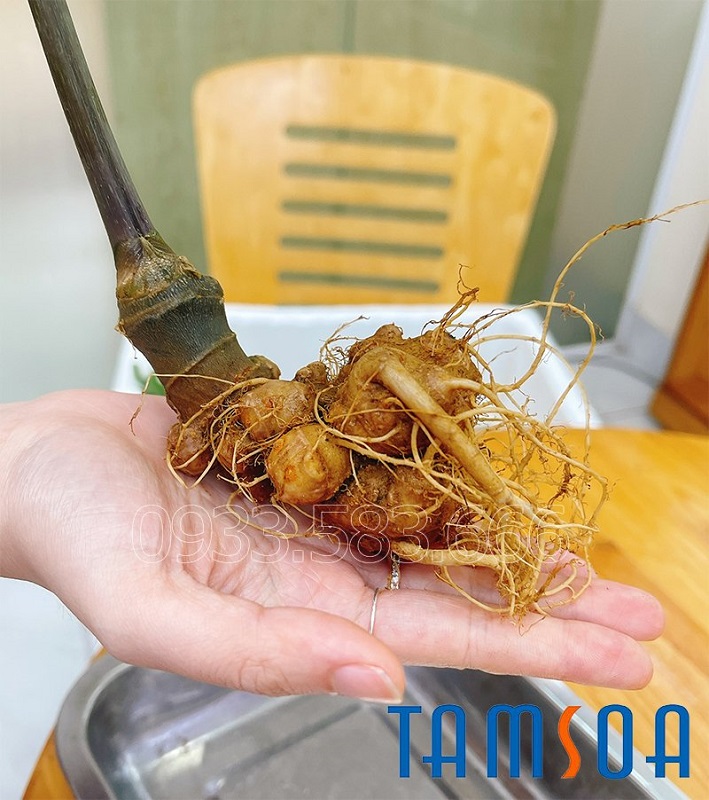 Mua Sâm Ngọc Linh ở đâu chuẩn?