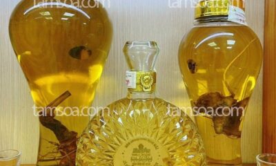 Hướng dẫn cách ngâm rượu Sâm Ngọc Linh