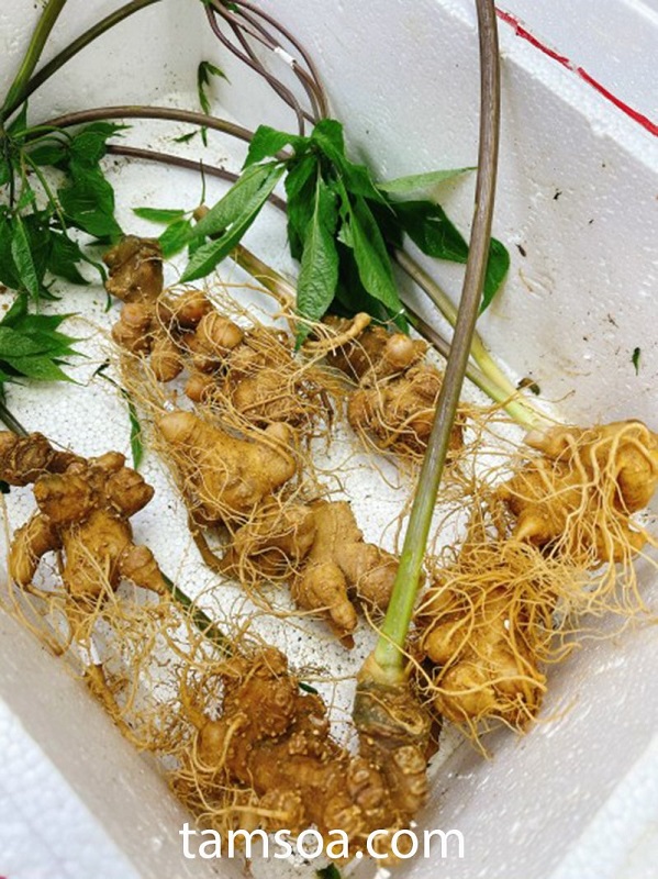 Loài sâm tốt nhất thế giới