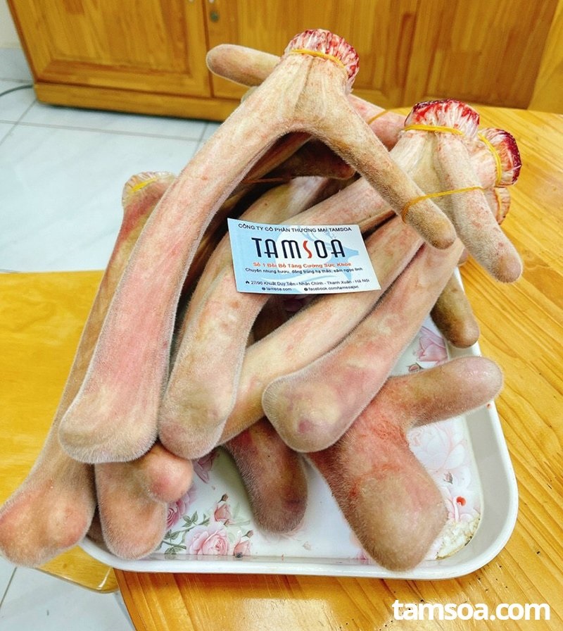 Nhung hươu - món quà biếu ý nghĩa cho sức khỏe