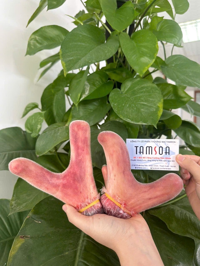Cắt nhung hươu Hương Sơn trực tiếp