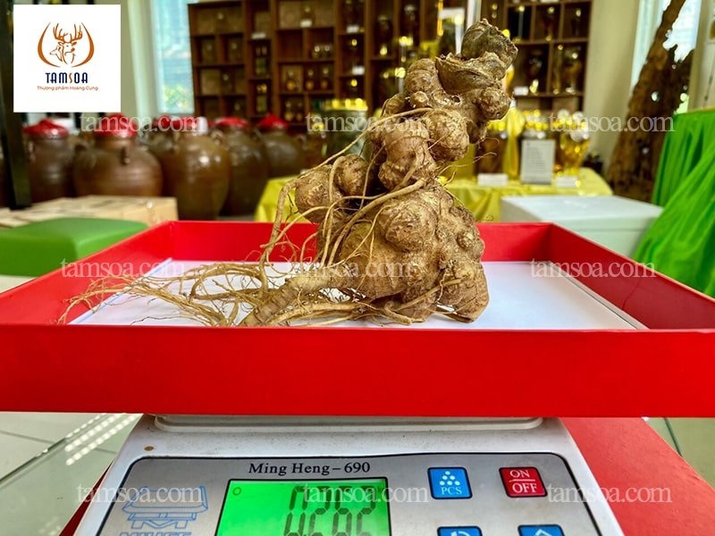 Sâm Ngọc Linh hỗ trợ cải thiện ngưng thở khi ngủ
