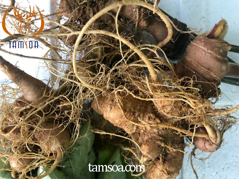 Sâm Ngọc Linh yên tâm tăng sức khỏe mà không cần quá lo lắng