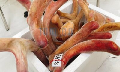 Cách sử dụng nhung hươu hiệu quả nhất
