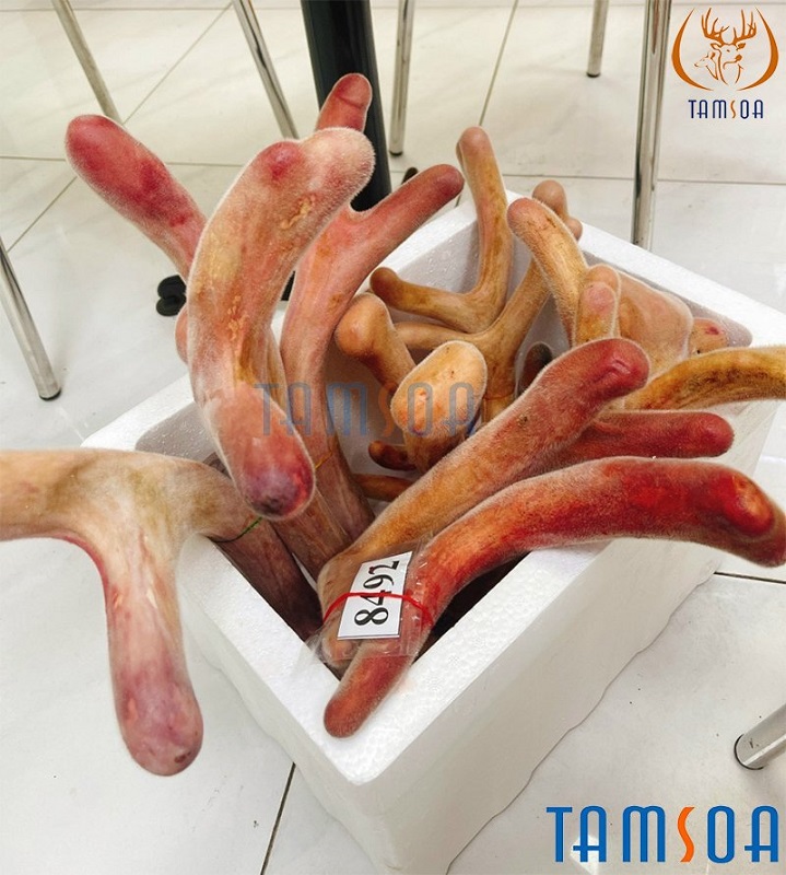 Cách sử dụng nhung hươu hiệu quả nhất