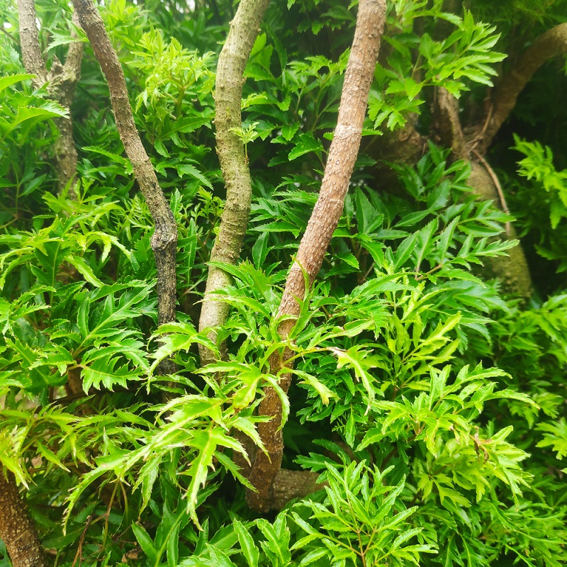 Đinh lăng giúp giảm đau, tăng cường sự dẻo dai của xương khớp