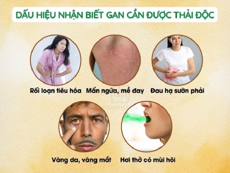 Dấu hiệu nhận biết gan cần thải độc