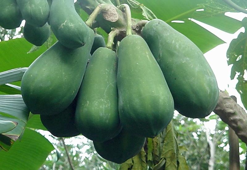 Đu đủ xanh trị thận yếu