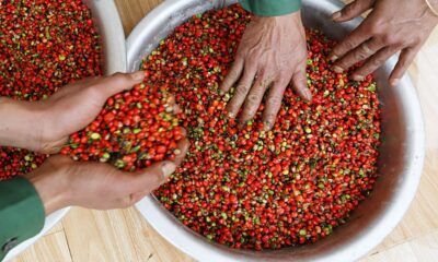 Hạt Sâm Ngọc Linh đang được phân loại sau khi thu hoạch
