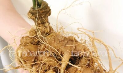 Bảo vệ sức khỏe mùa dịch cùng Sâm Ngọc Linh Tamsoa