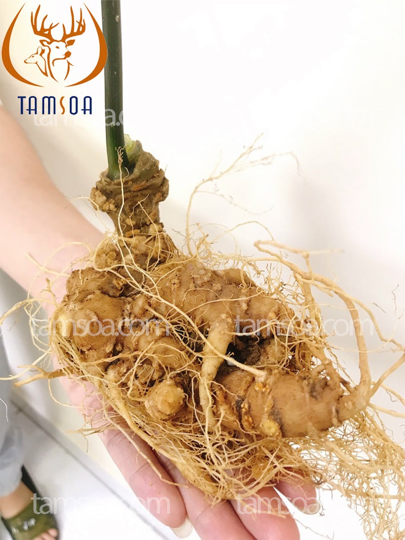 Bảo vệ sức khỏe mùa dịch cùng Sâm Ngọc Linh Tamsoa