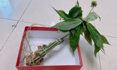 Sâm Ngọc Linh núi tự nhiên tại Quảng Nam