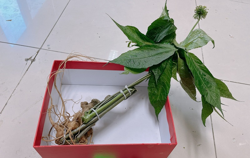 Sâm Ngọc Linh núi tự nhiên tại Quảng Nam