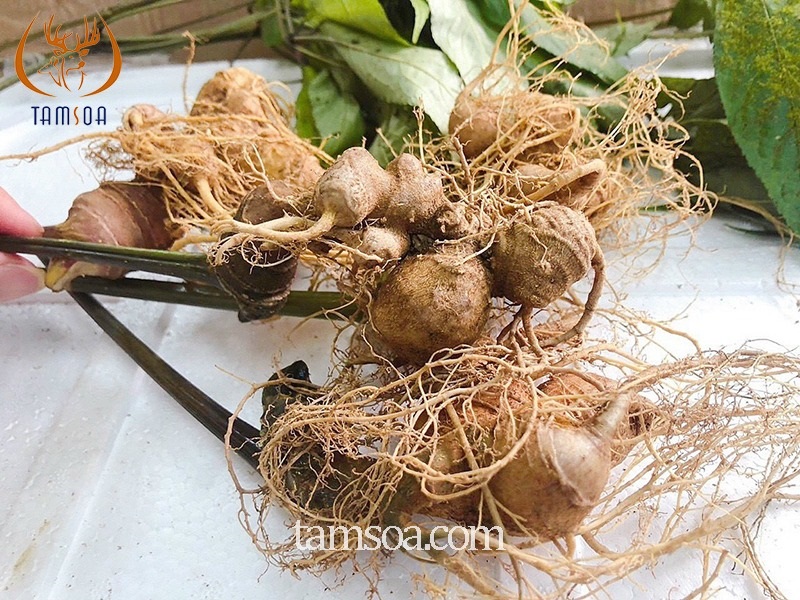 Tác dụng của Sâm Ngọc Linh trong việc điều trị, chống lại trầm cảm hiệu quả