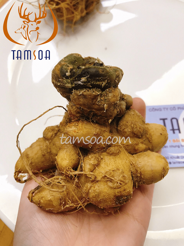 Nhung hươu Hương Sơn tốt cho sức khỏe