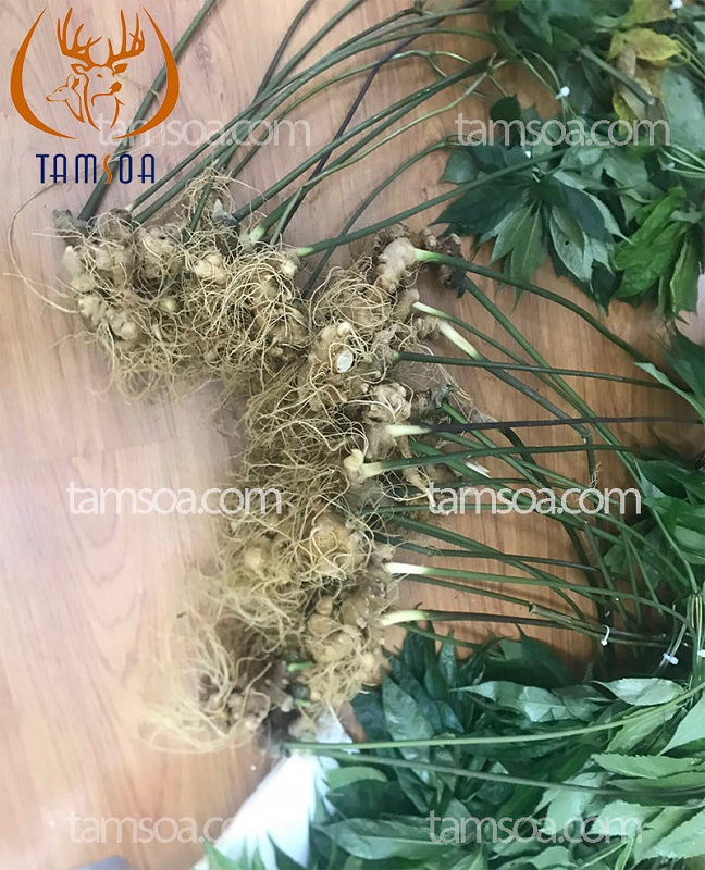 Sản phẩm từ Sâm Ngọc Linh Quảng Nam chất lượng mang đến hiệu quả cao cho việc chống lại bệnh trầm cảm