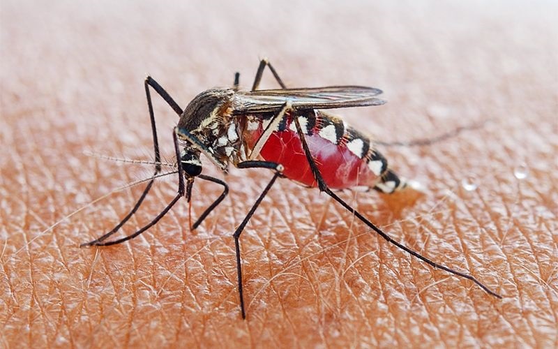 Sốt xuất huyết là bệnh truyền nhiễm cấp tính do virus Dengue gây ra