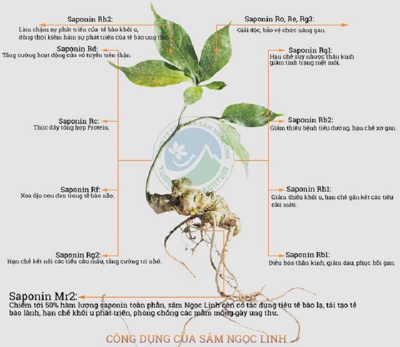 Tác dụng của Sâm Ngọc Linh lên Hệ miễn dịch của cơ th
