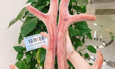 Những cặp nhung hươu Hương Sơn