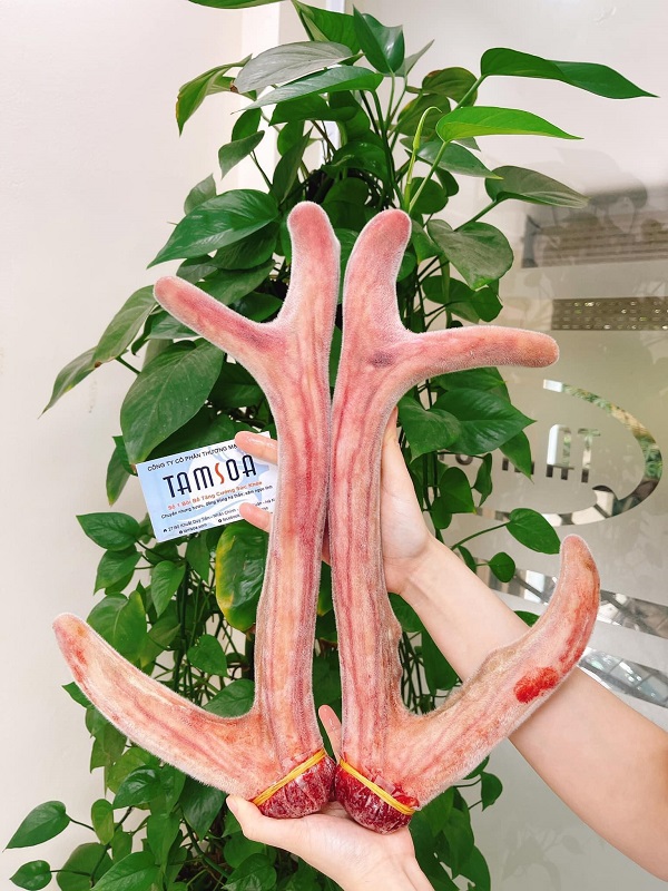Những cặp nhung hươu Hương Sơn