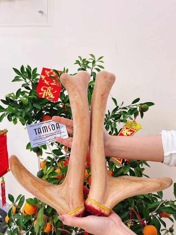 Những cặp nhung hươu Hương Sơn