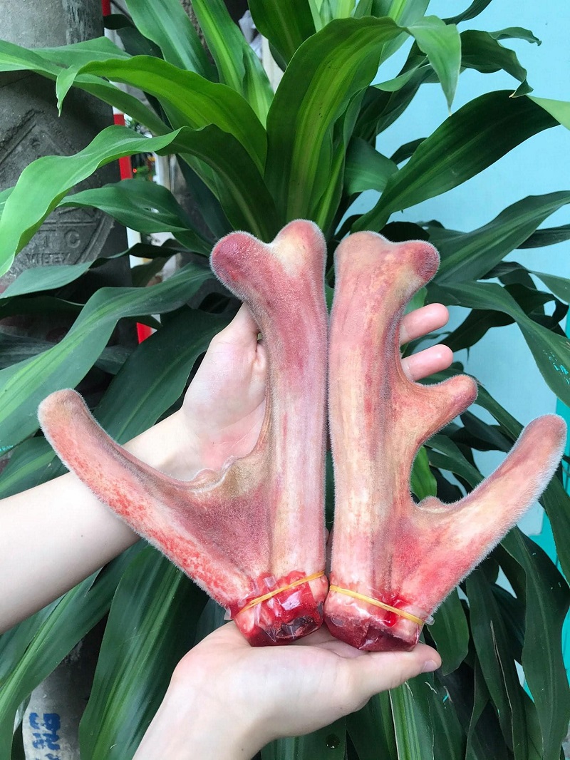Mua nhung hươu tươi nên chọn nhung non có nhiều mạch máu