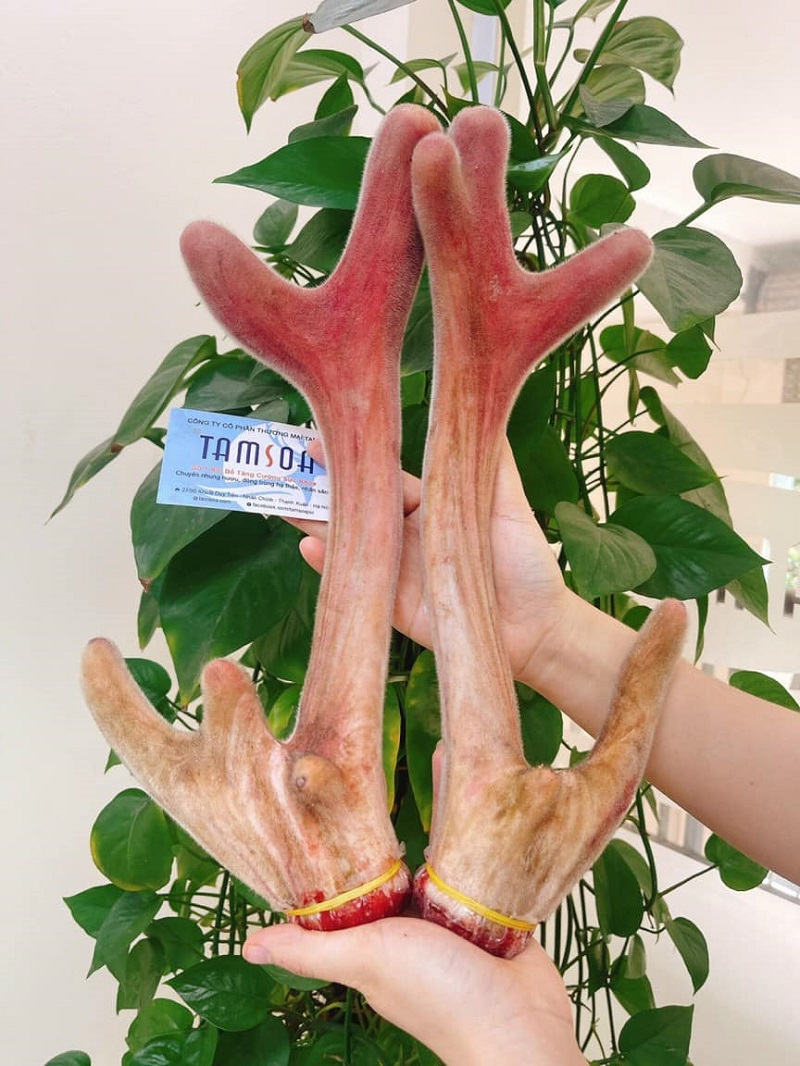Nhung hươu nấu cháo