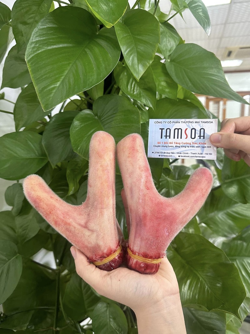Quy trình khai thác nhung hươu