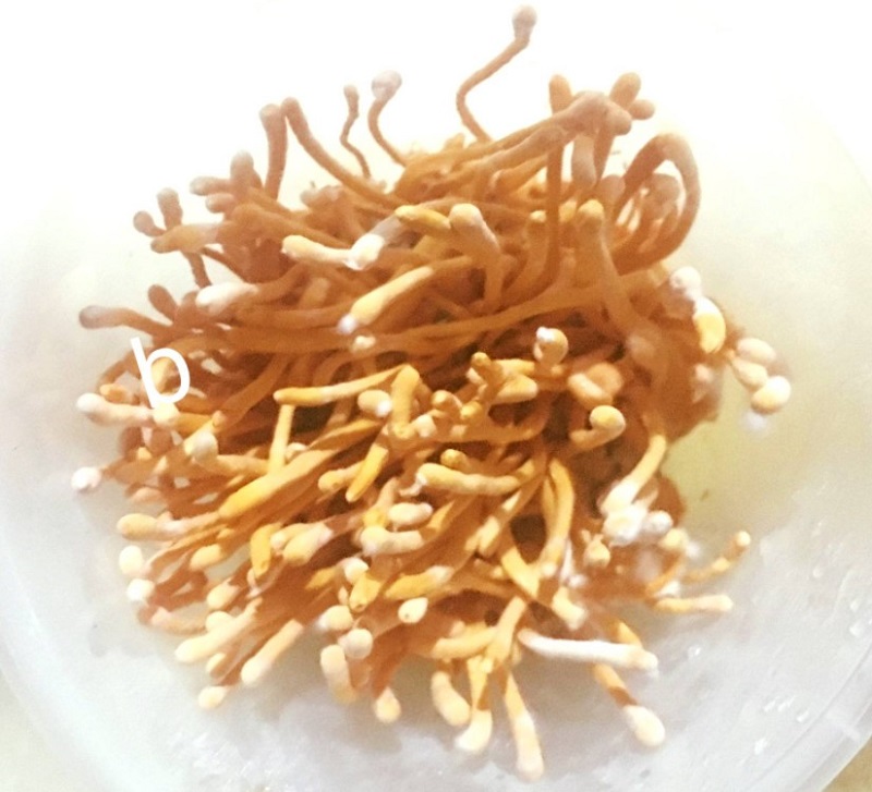Nấm đông trùng hạ thảo bị mốc trắng đầu sợi Nấm đông trùng hạ thảo bị mốc trắng đầu sợi