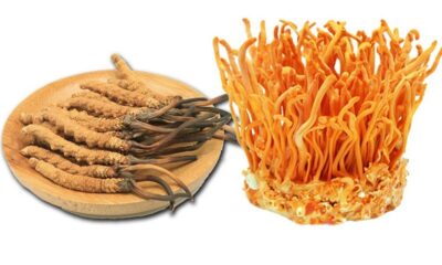 Dấu hiệu nhận biết đông trùng hạ thảo bị mốc 