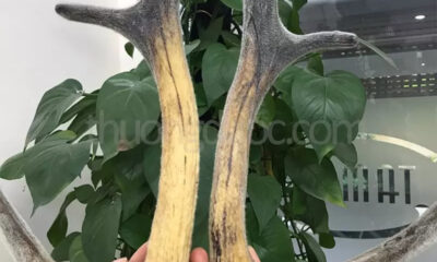 Lợi ích của nhung hươu khô đối với sức khỏe