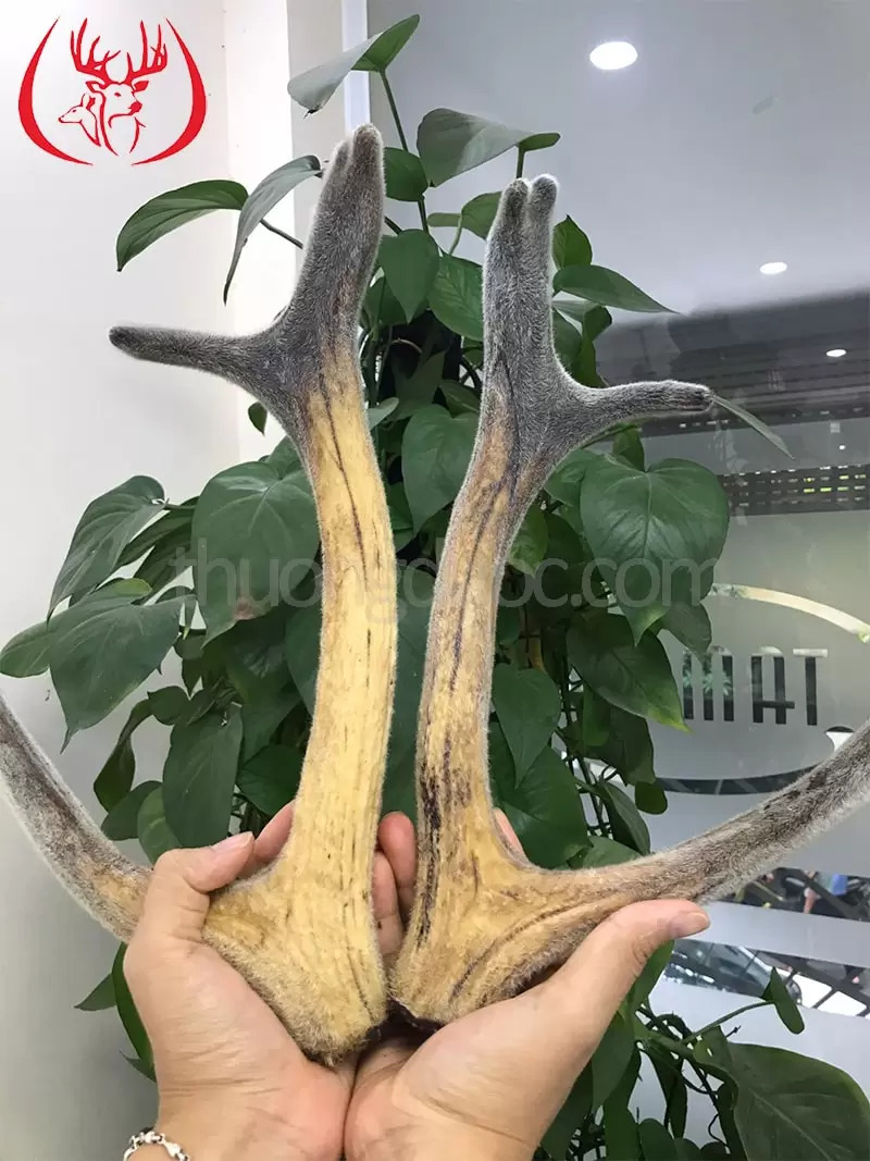 Lợi ích của nhung hươu khô đối với sức khỏe Lợi ích của nhung hươu khô đối với sức khỏe