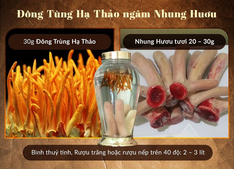 Ngâm nấm đông trùng hạ thảo cùng với nhung hươu